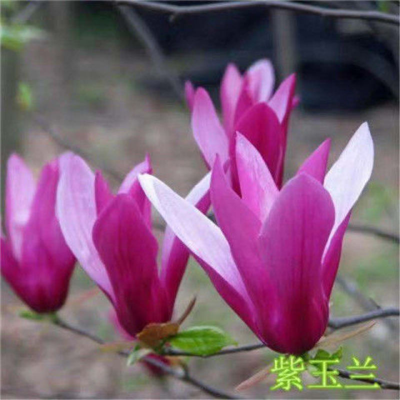 广玉兰，紫玉兰，娇红一号玉兰，嫁接玉兰红玉兰绿化苗木耐寒