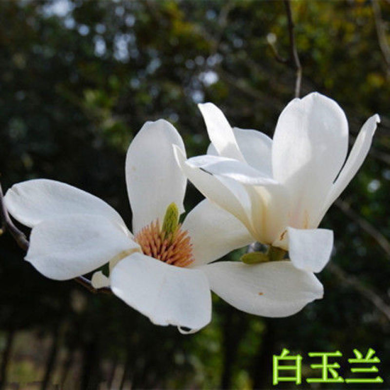 广玉兰，紫玉兰，娇红一号玉兰，嫁接玉兰红玉兰绿化苗木耐寒