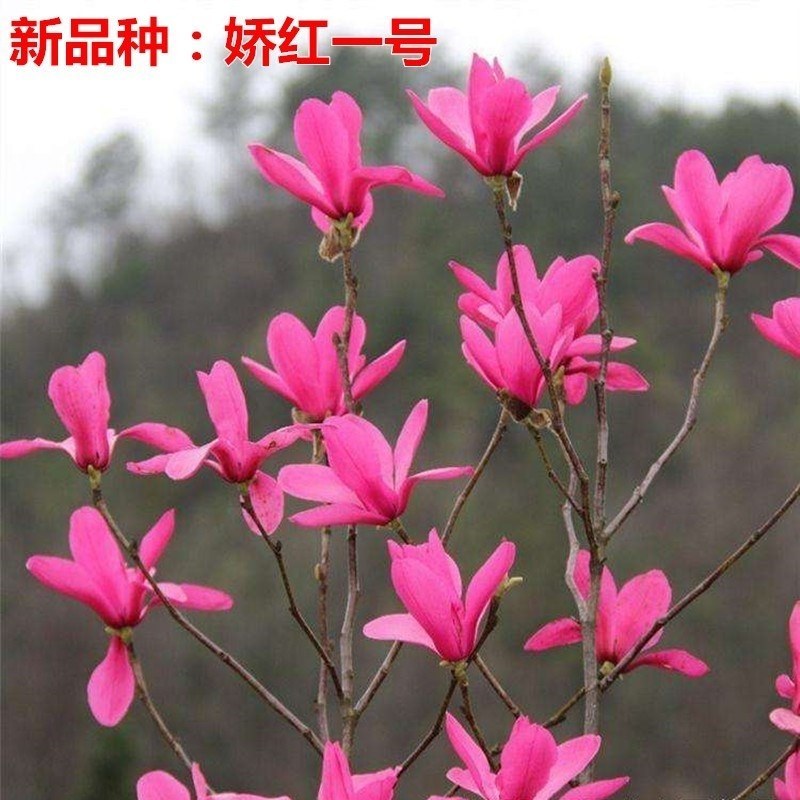 广玉兰，紫玉兰，娇红一号玉兰，嫁接玉兰红玉兰绿化苗木耐寒