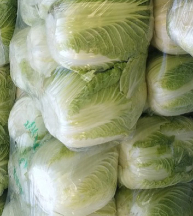 【热销】白菜河北大白菜全国发货可视频看货量大从优