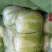 【热销】白菜河北大白菜全国发货可视频看货量大从优