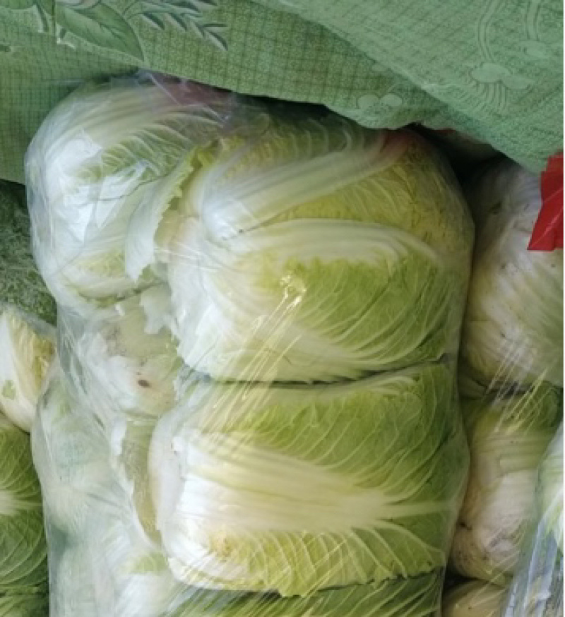 【热销】白菜河北大白菜全国发货可视频看货量大从优