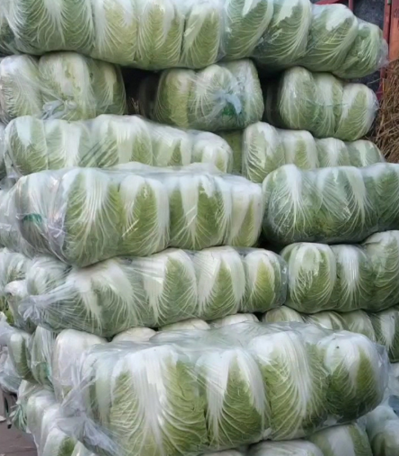 【热销】白菜河北大白菜全国发货可视频看货量大从优