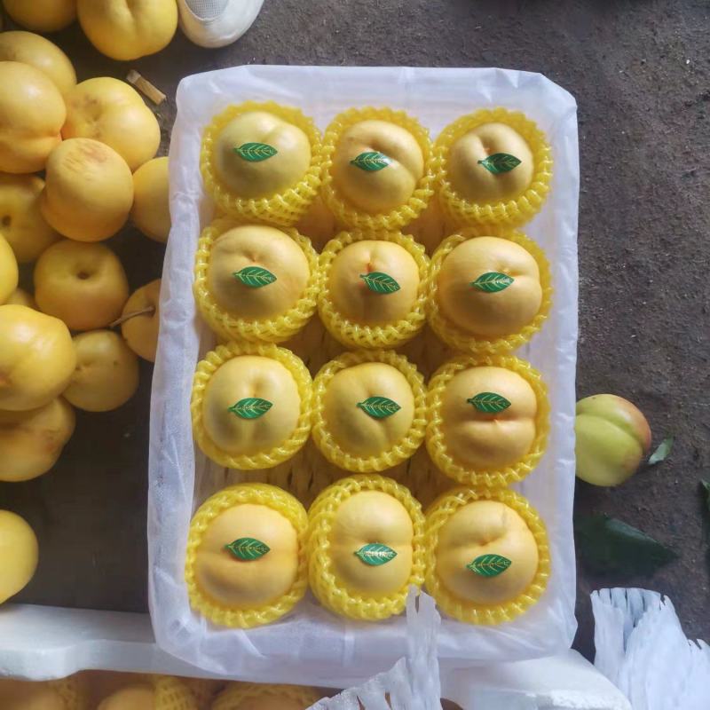 黄菊油