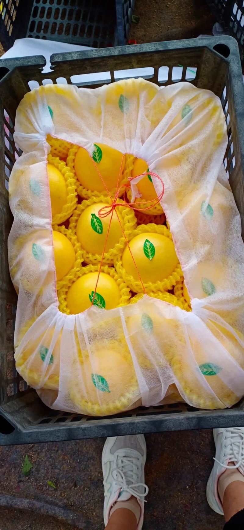 黄菊油