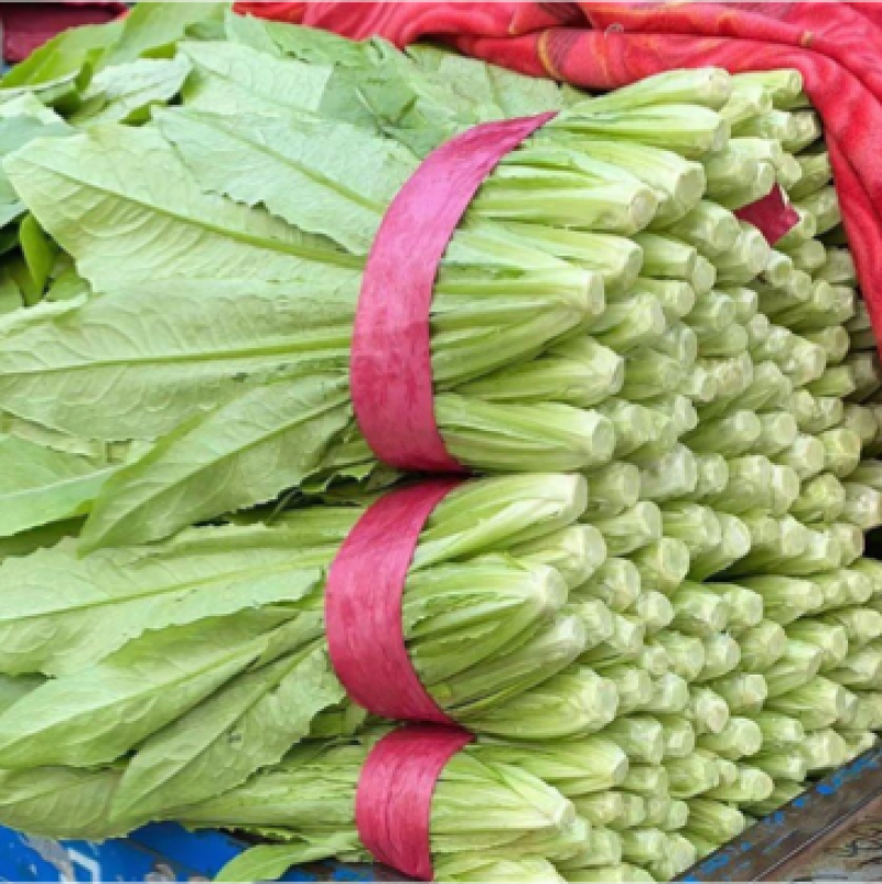 【推荐】油麦菜精品油麦菜河北油麦菜全国发货一手