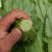 【推荐】油麦菜精品油麦菜河北油麦菜全国发货一手