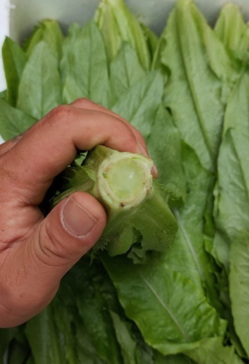 【推荐】油麦菜精品油麦菜河北油麦菜全国发货一手
