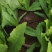 【推荐】油麦菜精品油麦菜河北油麦菜全国发货一手