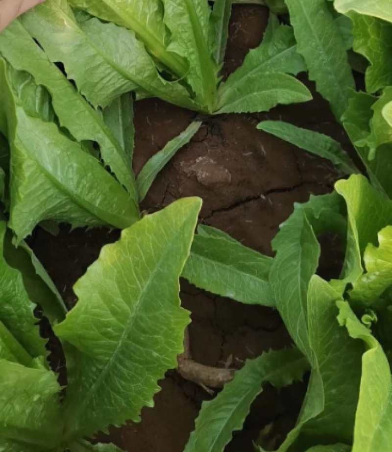 【推荐】油麦菜精品油麦菜河北油麦菜全国发货一手