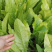 【推荐】油麦菜精品油麦菜河北油麦菜全国发货一手
