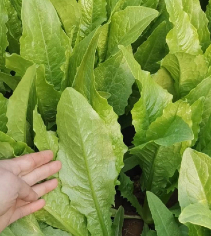 【推荐】油麦菜精品油麦菜河北油麦菜全国发货一手