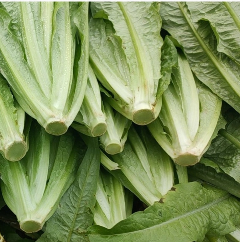 【推荐】油麦菜精品油麦菜河北油麦菜全国发货一手