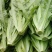 【推荐】油麦菜精品油麦菜河北油麦菜全国发货一手