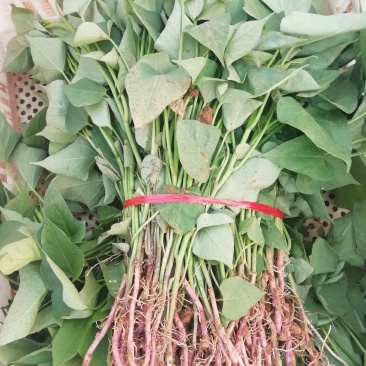 各种脱毒红薯苗大量批发