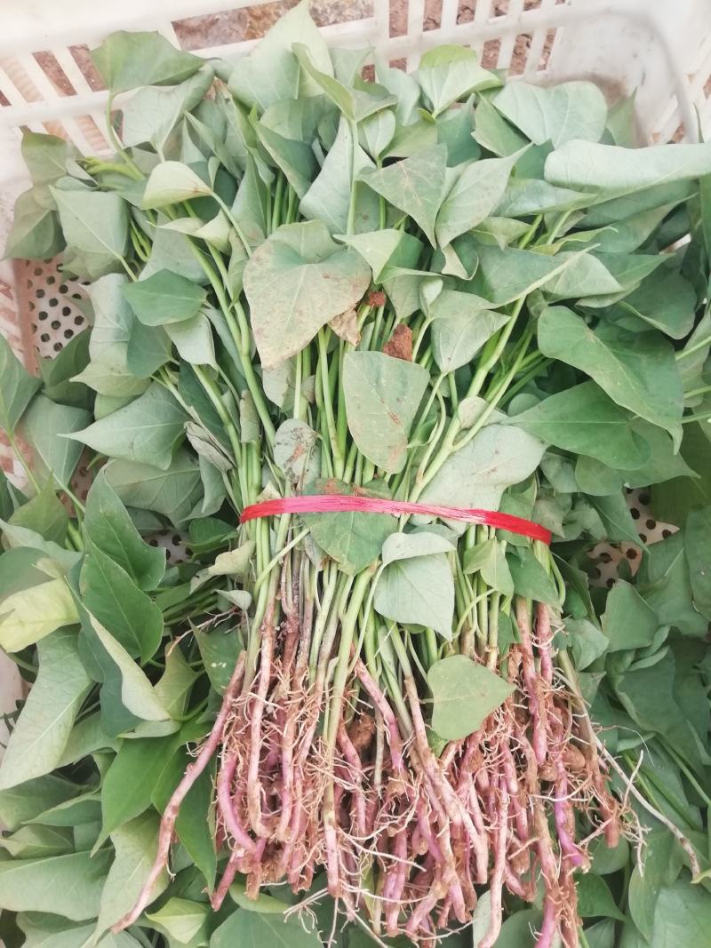 各种脱毒红薯苗大量批发