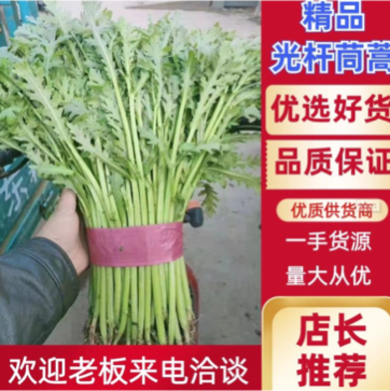 【推荐】河北茼蒿大量供应全国发货基地直供欢迎选购