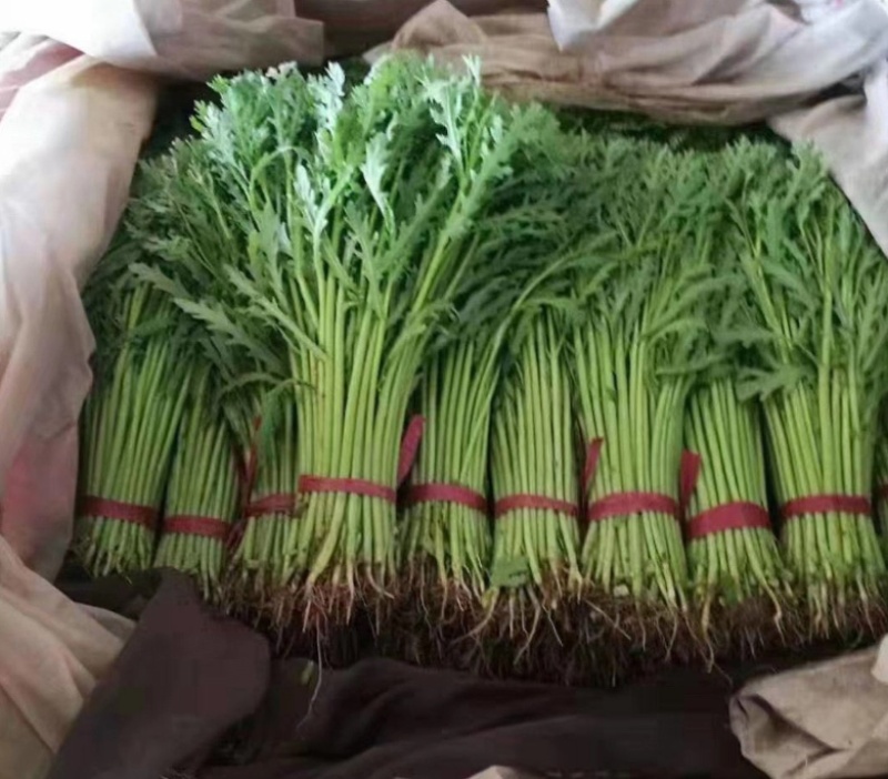 【推荐】河北茼蒿大量供应全国发货基地直供欢迎选购