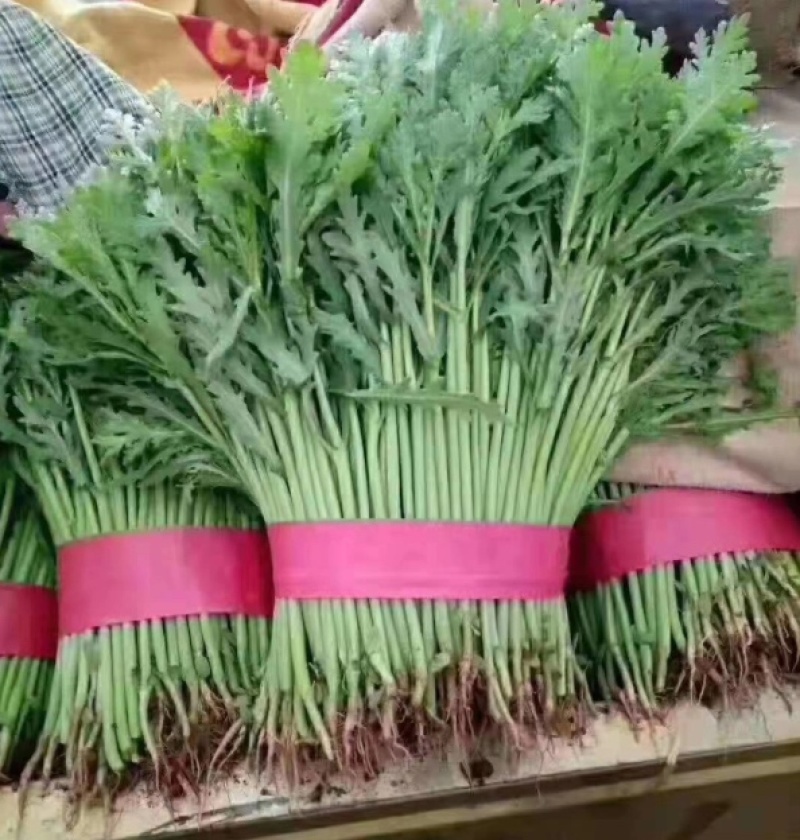 【推荐】河北茼蒿大量供应全国发货基地直供欢迎选购