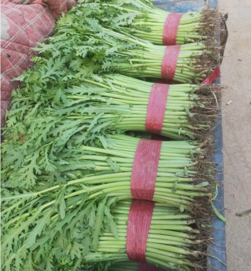 【推荐】河北茼蒿大量供应全国发货基地直供欢迎选购