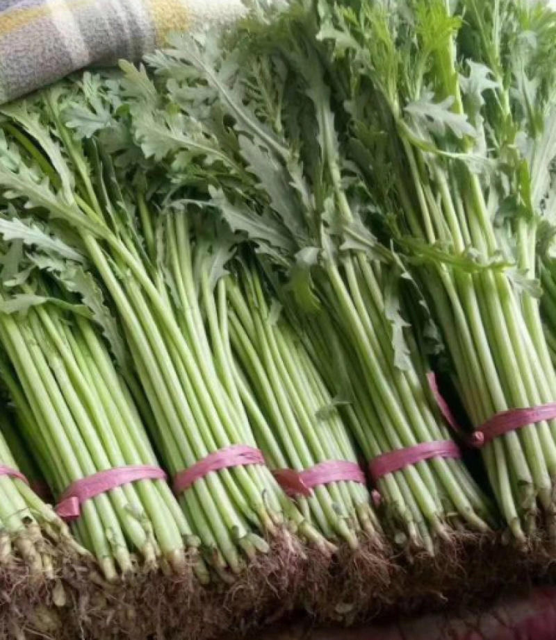 【推荐】河北茼蒿大量供应全国发货基地直供欢迎选购