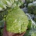 湖北甘兰旺旺包菜圆包菜上市合作社直供质优价廉