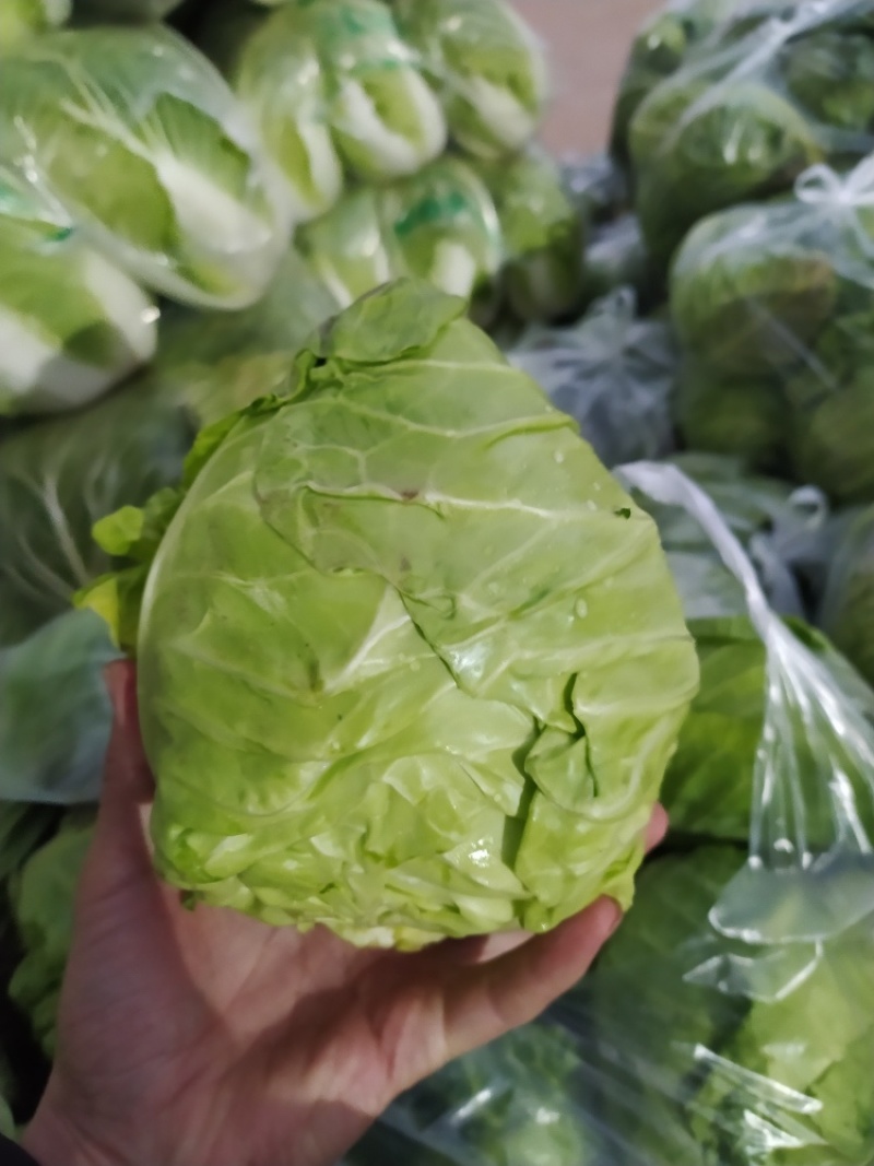 湖北甘兰旺旺包菜圆包菜上市合作社直供质优价廉