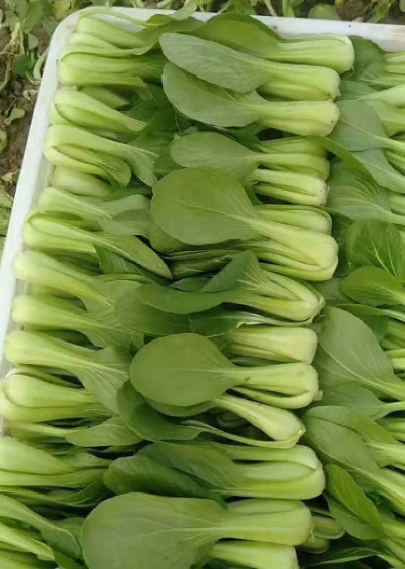 【推荐】上海青河北小油菜常年供应基地直供全国发货