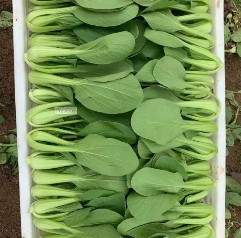 【推荐】上海青河北小油菜常年供应基地直供全国发货