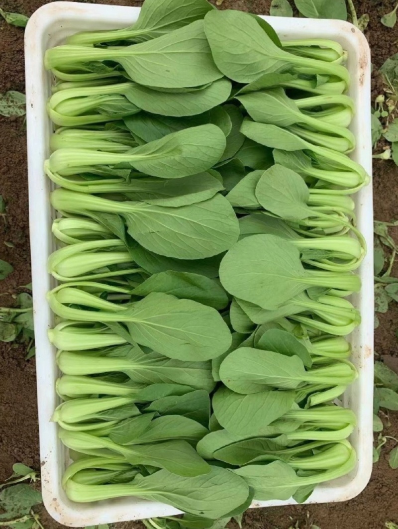 【推荐】上海青河北小油菜常年供应基地直供全国发货