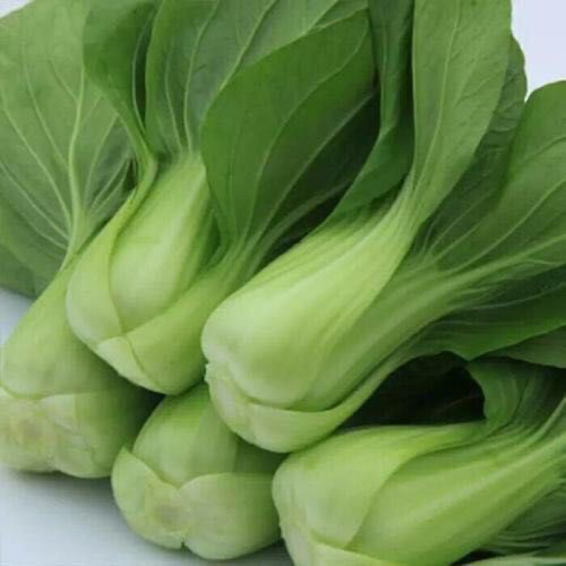 【精选】上海青小油菜大量供应质量有保障价格优惠，产地直发