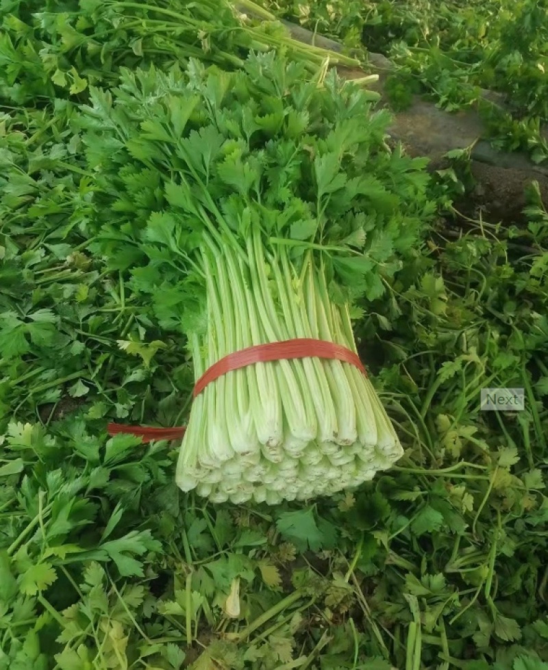 【热销】芹菜基地直供全国发货量大从优一手货源