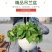厂家直销加厚吊篮悬挂式垂吊花盆塑料树脂绿萝盆栽绿植吊兰盆