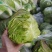湖北甘兰旺旺包菜圆包菜上市合作社直供质优价廉