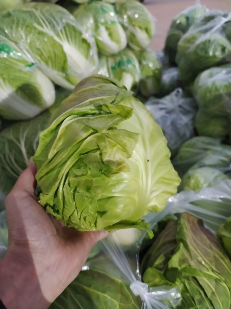 湖北甘兰旺旺包菜圆包菜上市合作社直供质优价廉