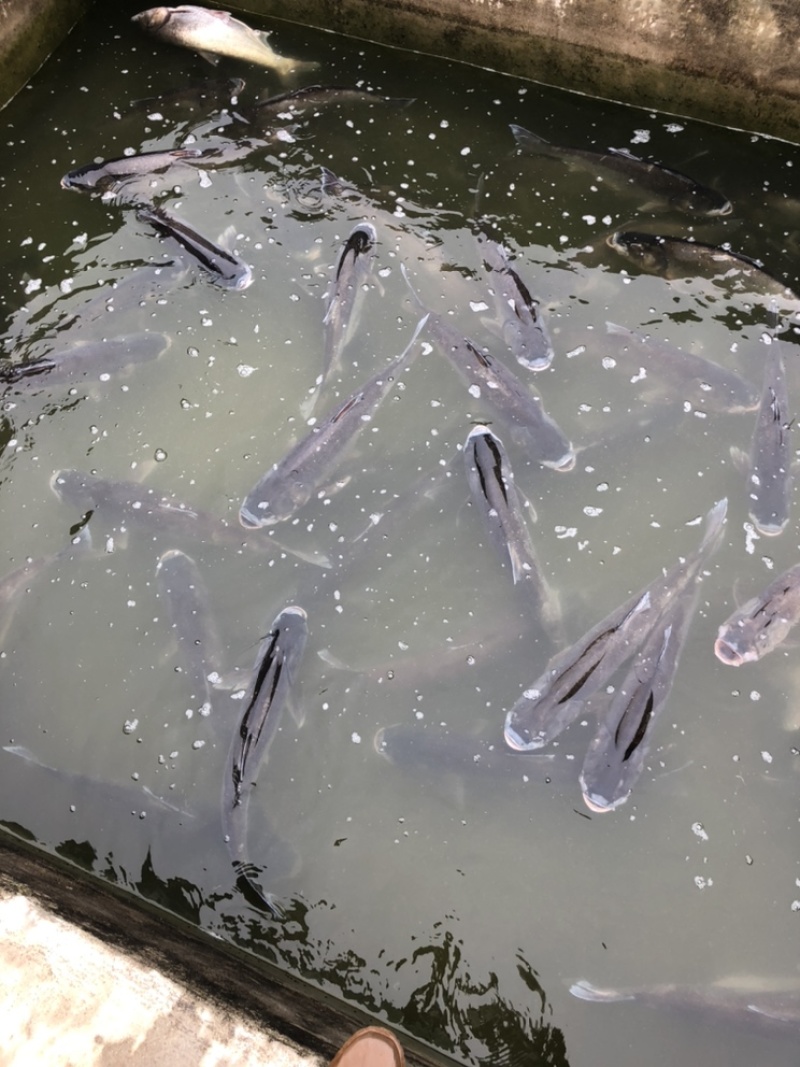 🔥白鲢水花、夏花、小乌子、鳜鱼饵料、体制好货靓