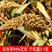 山西特产谷子种子沁州黄小米种子高产易种植香甜糯谷种