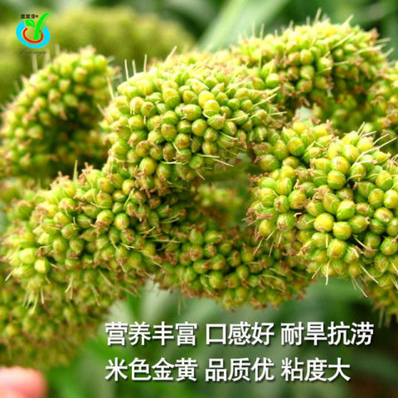 山西特产谷子种子沁州黄小米种子高产易种植香甜糯谷种