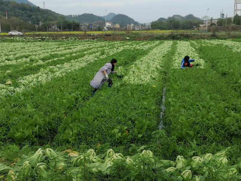 包心芥菜