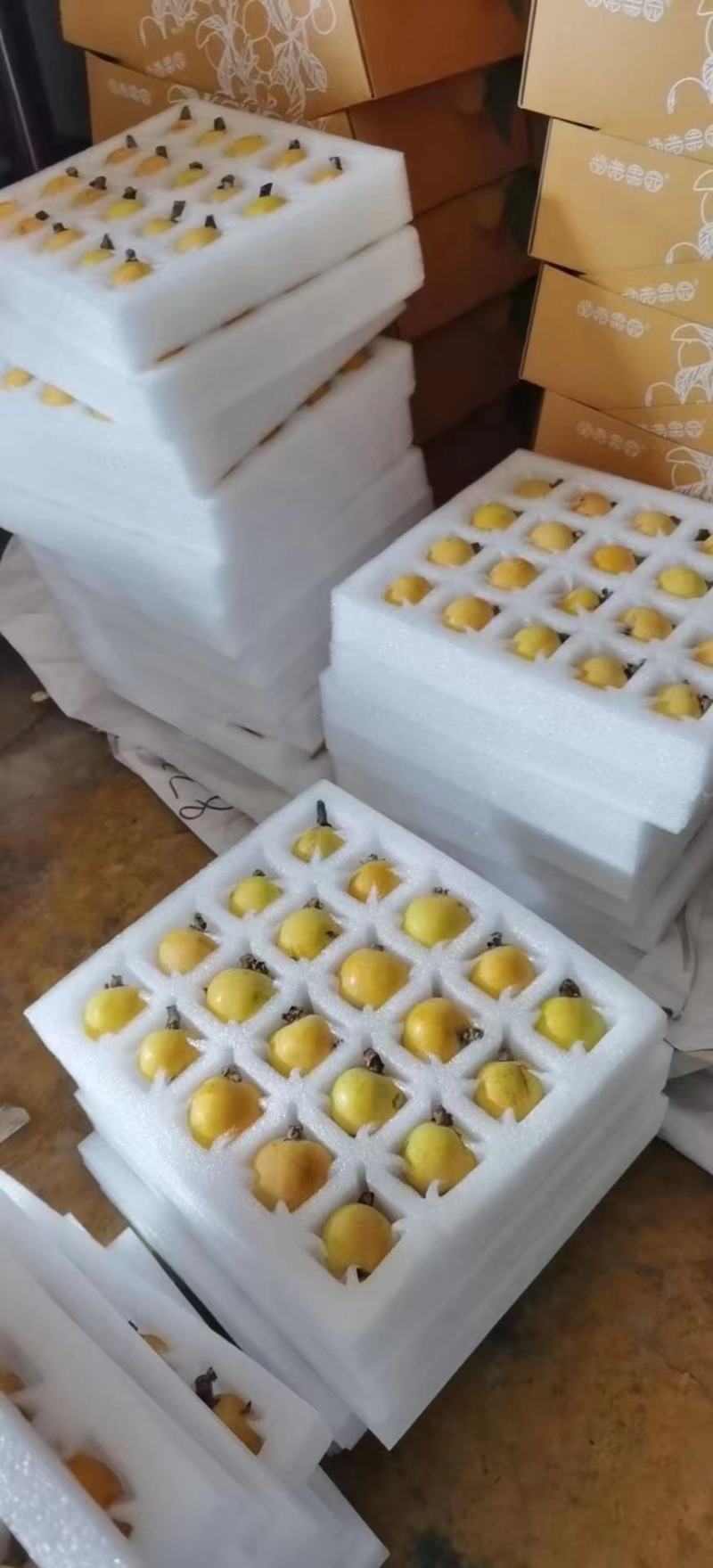 (热销)白玉枇杷产区直供货源充足量大从优全国发货欢迎订购