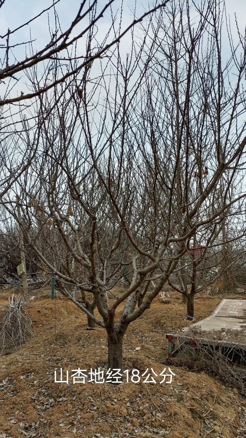 山杏树