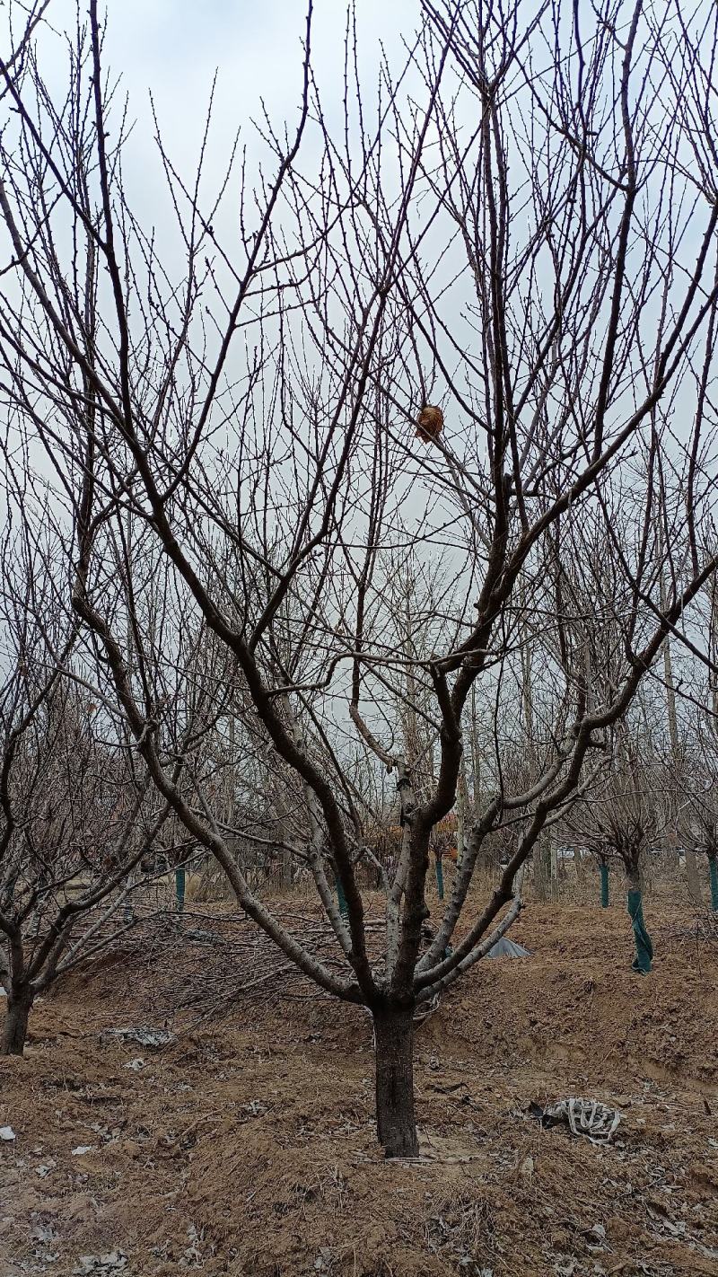 山杏树