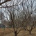山杏树