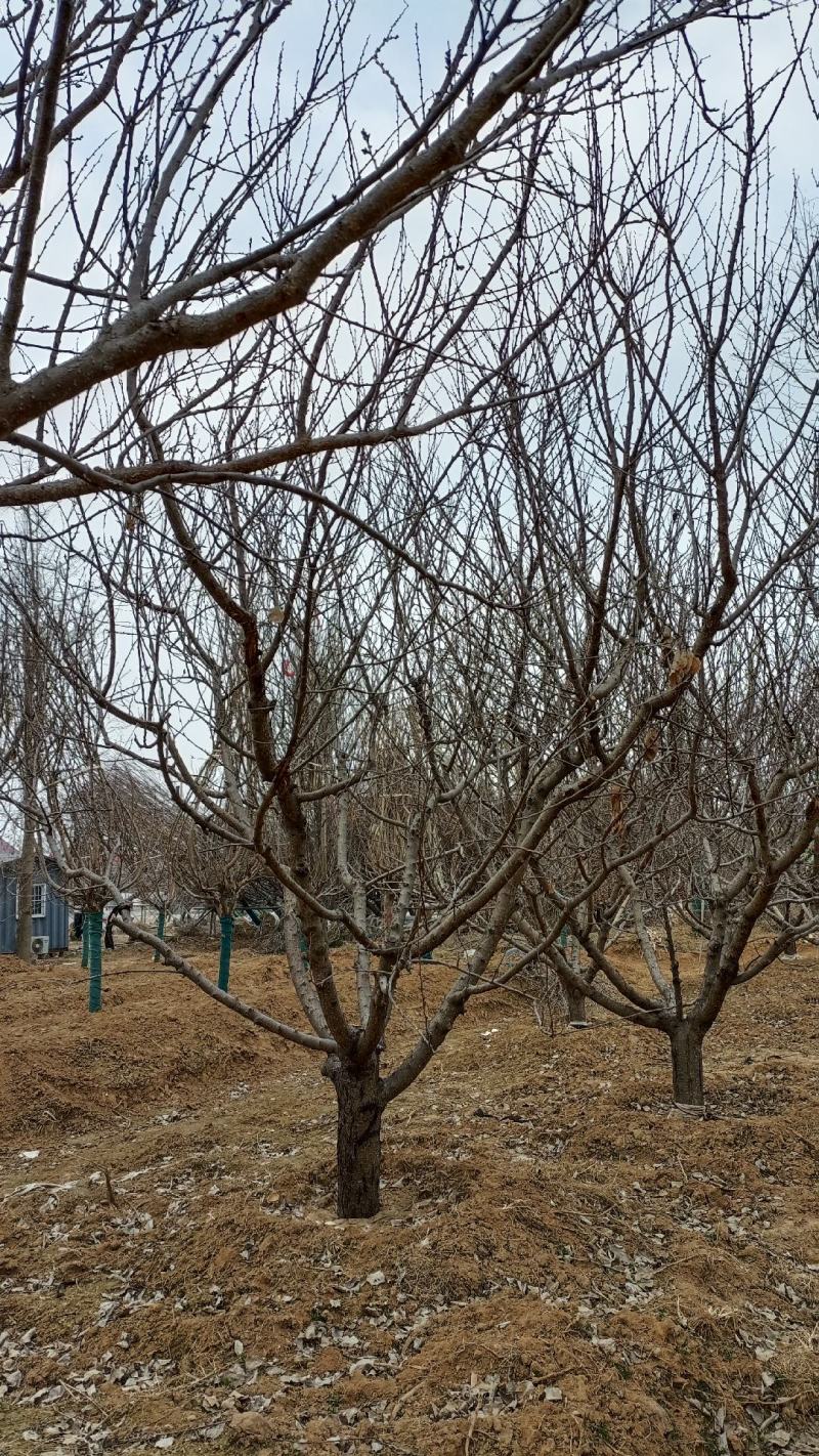 山杏树