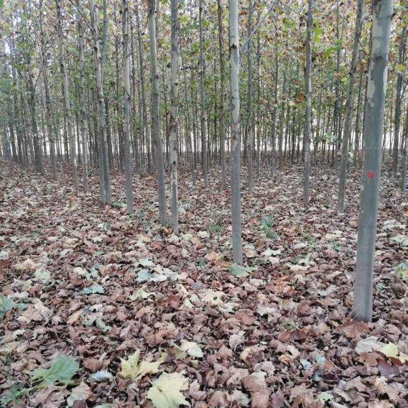 绿化树原生冠法桐树