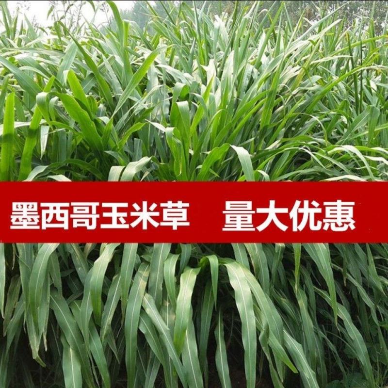 墨西哥玉米草种子发芽率高产量高养殖户牛羊