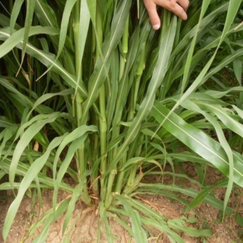墨西哥玉米草种子发芽率高产量高养殖户牛羊