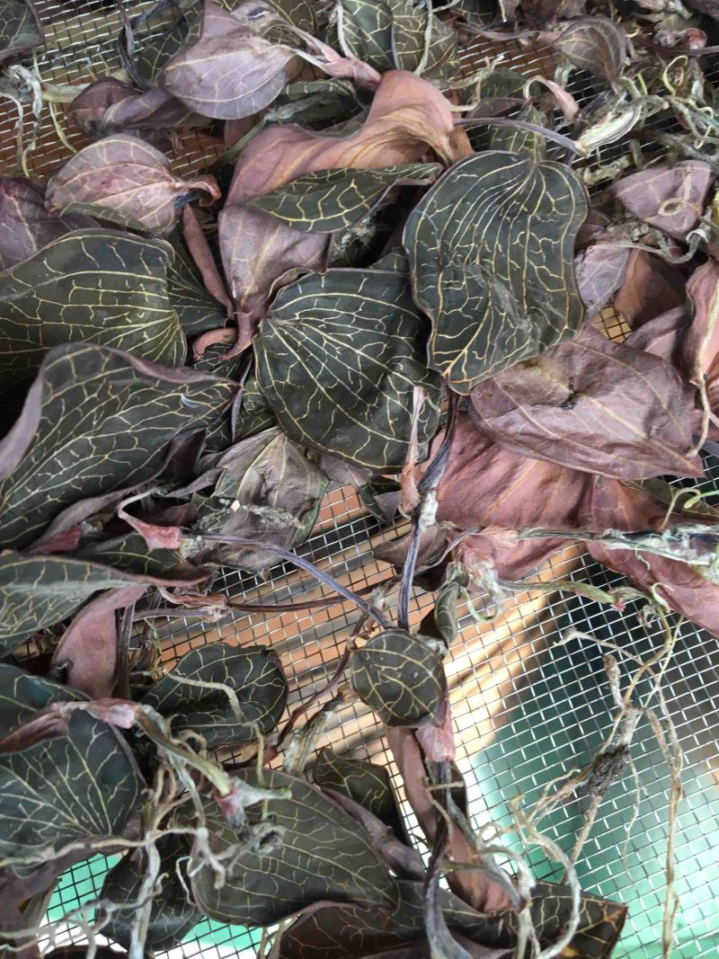 林下仿野生金线莲干品