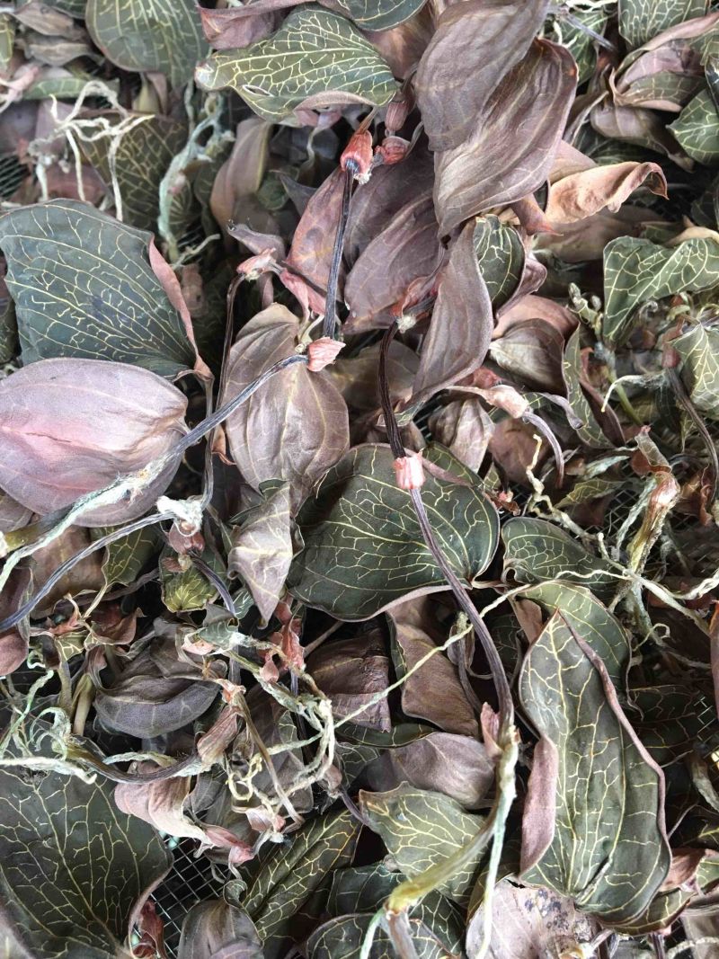 林下仿野生金线莲干品