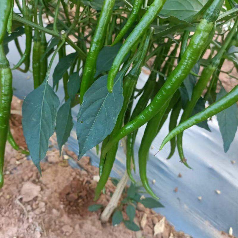 辣椒，专业代办，欢迎老板合作，质量有保证